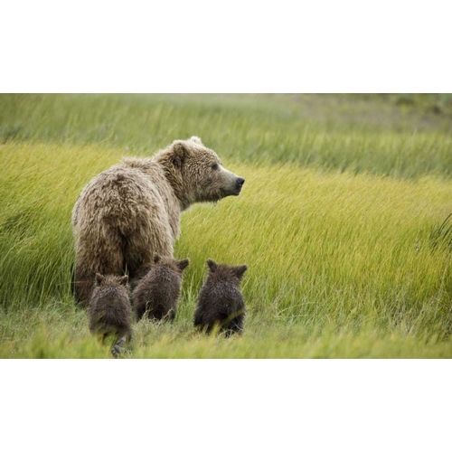 AK, Lake Clark NP Grizzly bear and spring cubs